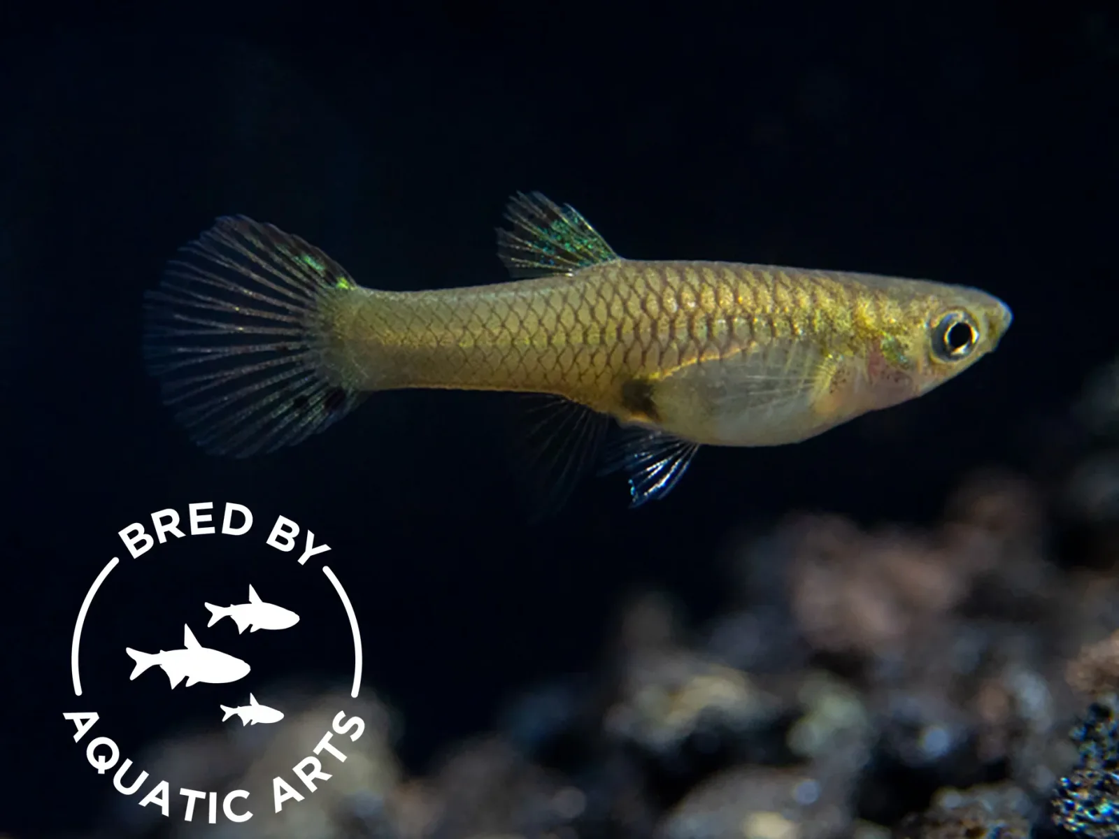 Green Cobra Guppy (Poecilia reticulata), Bredby: Aquatic Arts - Image 2