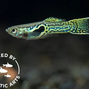Green Cobra Guppy (Poecilia reticulata), Bredby: Aquatic Arts