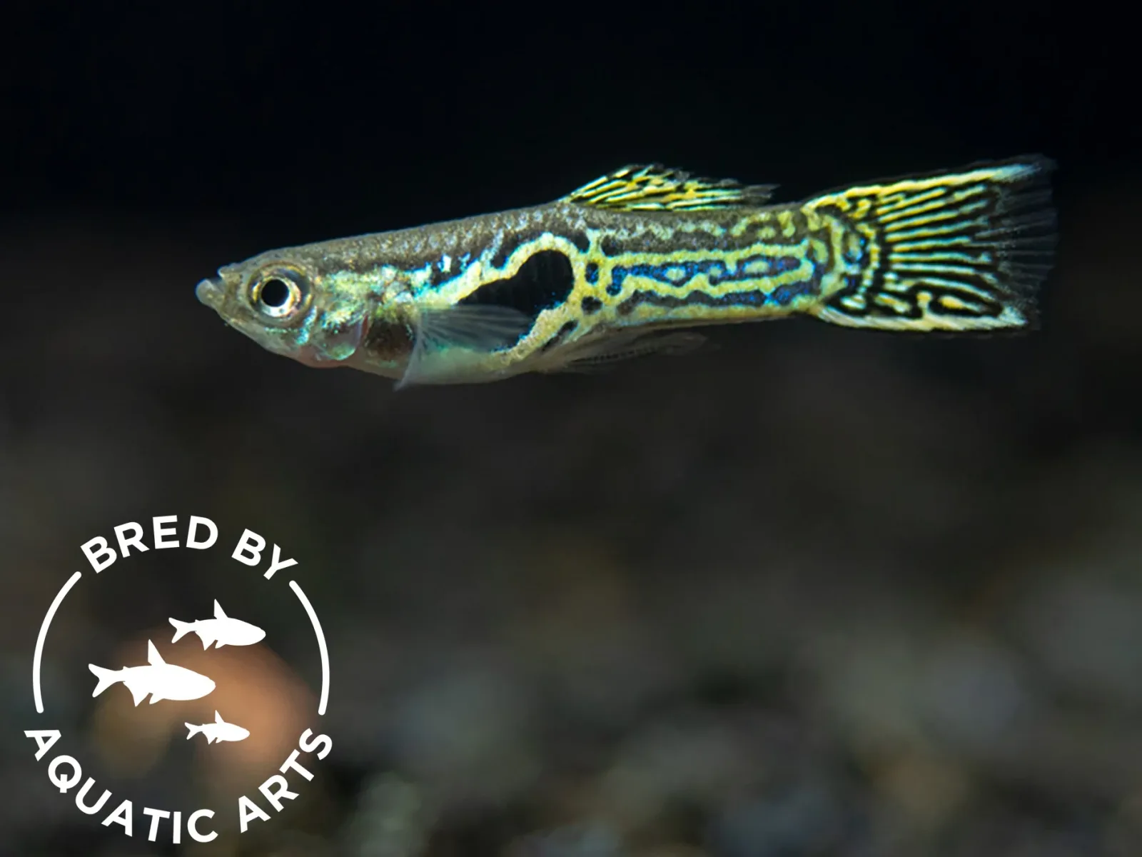 Green Cobra Guppy (Poecilia reticulata), Bredby: Aquatic Arts