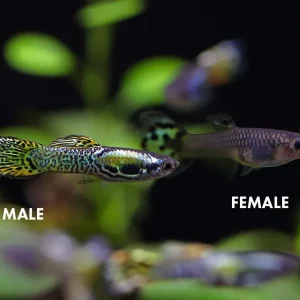 Green Cobra Guppy (Poecilia reticulata), Tank-Bred!