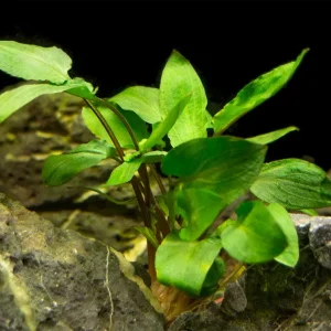 Green Cryptocoryne wendtii