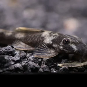 Green Dragon Bristlenose pleco ( ancistrus sp ) Tank Bred