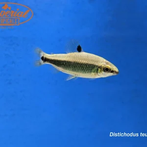 Green Dwarf Distichodus