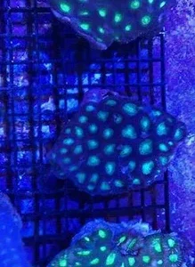 Green Favia Brain