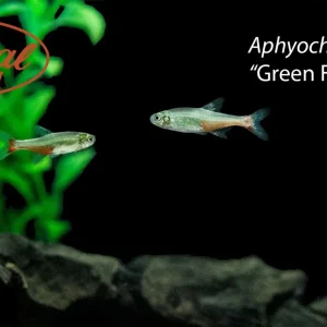 Green Fire Tetra
