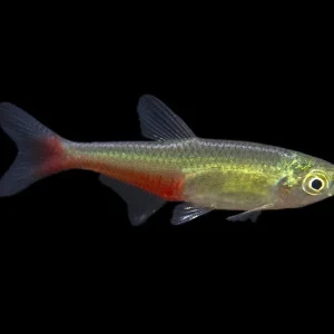 Green Fire Tetra AKA Rathbun's Bloodfin Tetra (Aphyocharax rathbuni), Tank-Bred!
