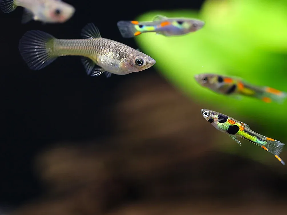 Green Hornet Endler Guppy (Poecilia wingei) – Locally Bred - Image 2