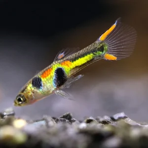 Green Hornet Endler Guppy (Poecilia wingei) – Locally Bred