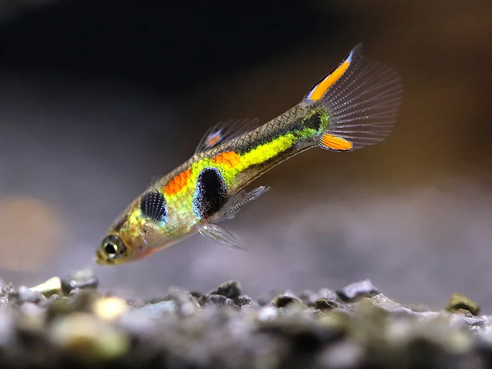 Green Hornet Endler Guppy (Poecilia wingei) – Locally Bred