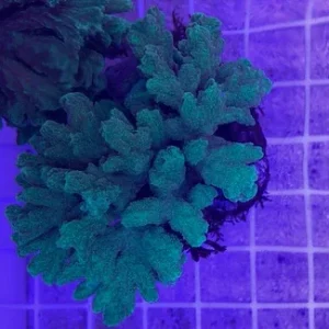 Green Hydnophora Coral