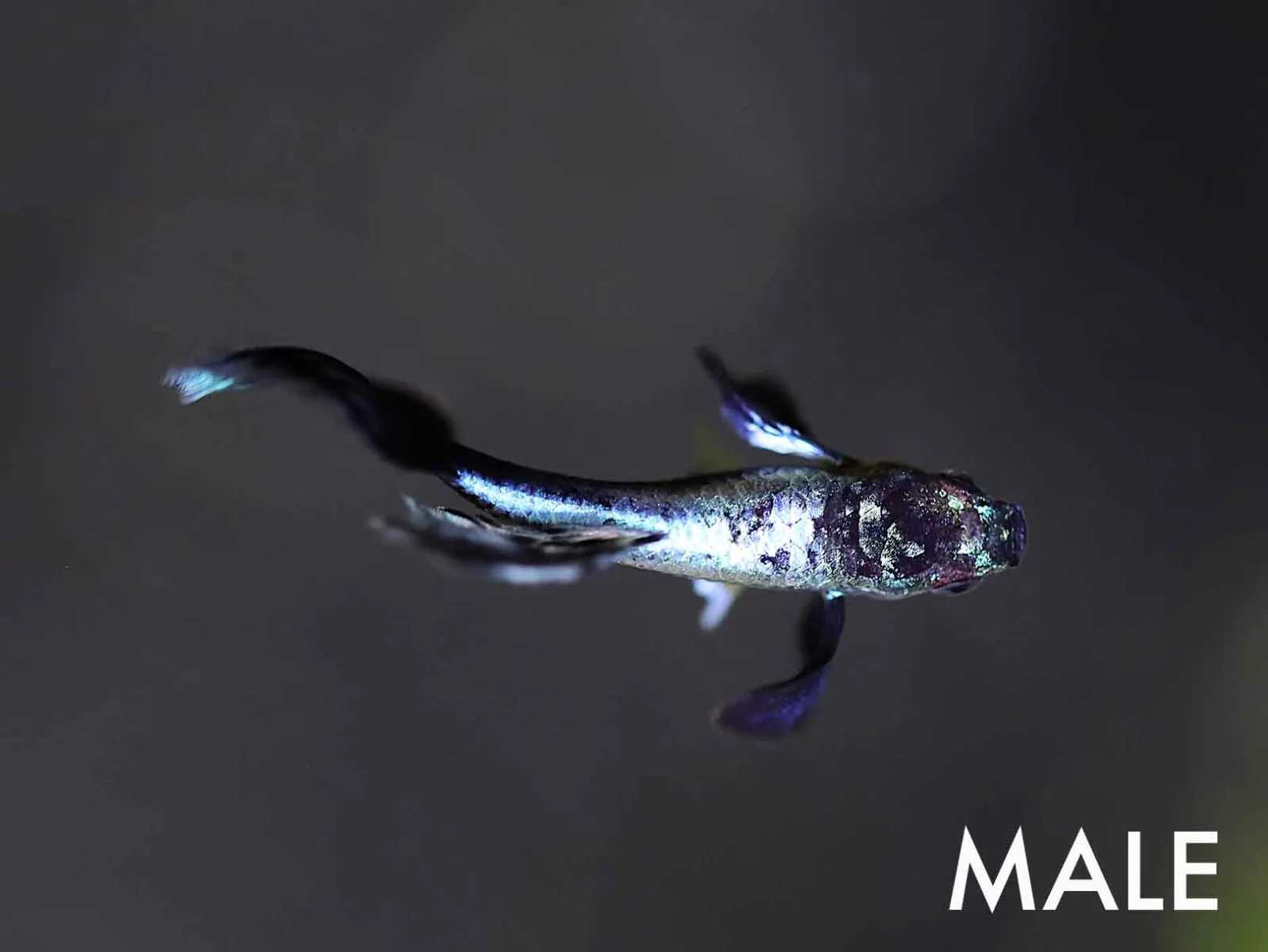 Green Ivory Guppy (Poecilia reticulata) – Tank Bred - Image 2