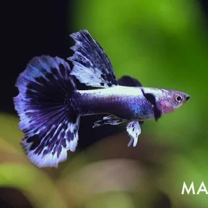 Green Ivory Guppy (Poecilia reticulata) – Tank Bred