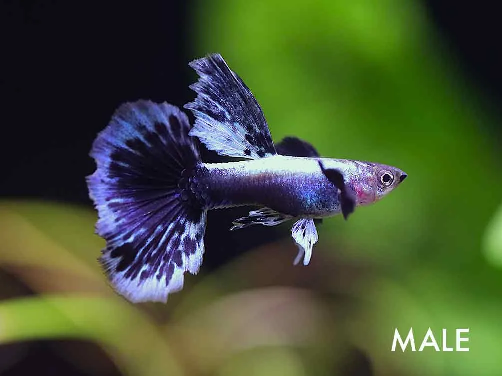 Green Ivory Guppy (Poecilia reticulata) – Tank Bred