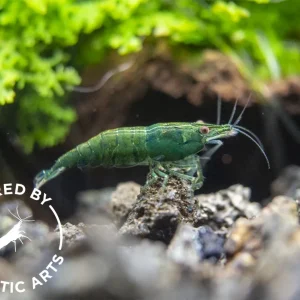 Green Jade Shrimp (Neocaridina davidi), BREDBY: Aquatic Arts