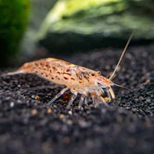 Green Lace Filter Shrimp (Atyopsis pilipes)