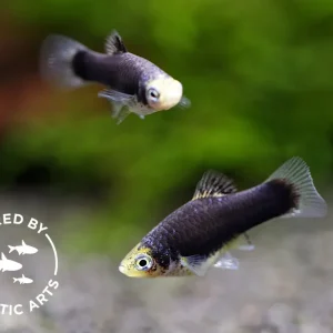 Green Lantern Platy (Xiphophorus maculatus) – Bred by Aquatic Arts