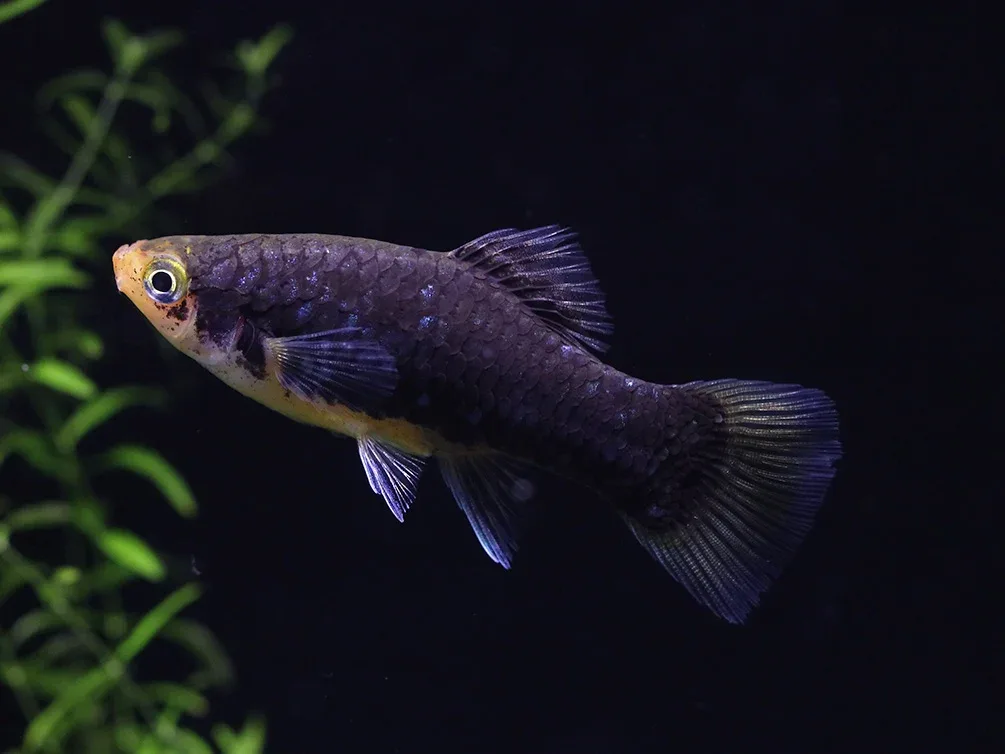 Green Lantern Platy (Xiphophorus maculatus) – Tank Bred - Image 2