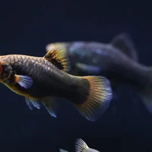 Green Lantern Platy (Xiphophorus maculatus) – Tank Bred