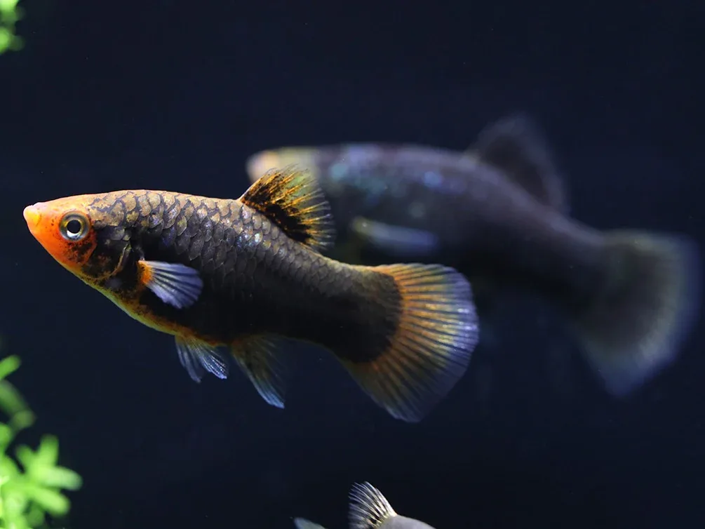 Green Lantern Platy (Xiphophorus maculatus) – Tank Bred