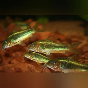Green Laser Cory