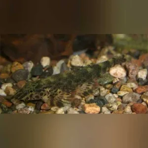 Green Lizard Loach
