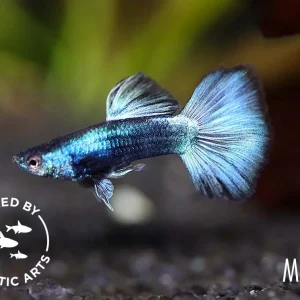 Green Moscow Guppy (Poecilia reticulata) – Bred by Aquatic Arts