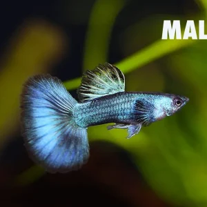 Green Moscow Halfmoon Guppy (Poecilia reticulata) – Tank-Bred