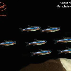 Green Neon Tetra (Paracheirodon simulans)