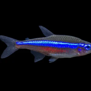 Green Neon Tetra (Paracheirodon simulans) - Tank-Bred!