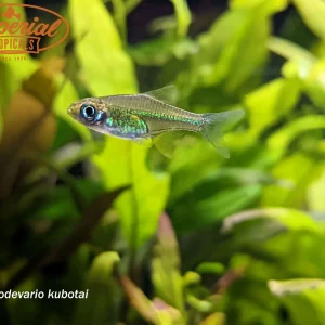 Green Rasbora