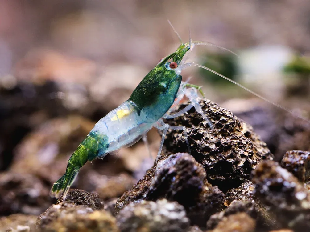 Green Rili Shrimp (Neocaridina davidi) - Tank Bred - Image 2