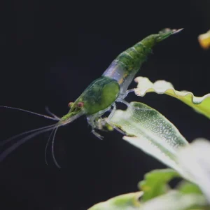 Green Rili Shrimp (Neocaridina davidi) - Tank Bred