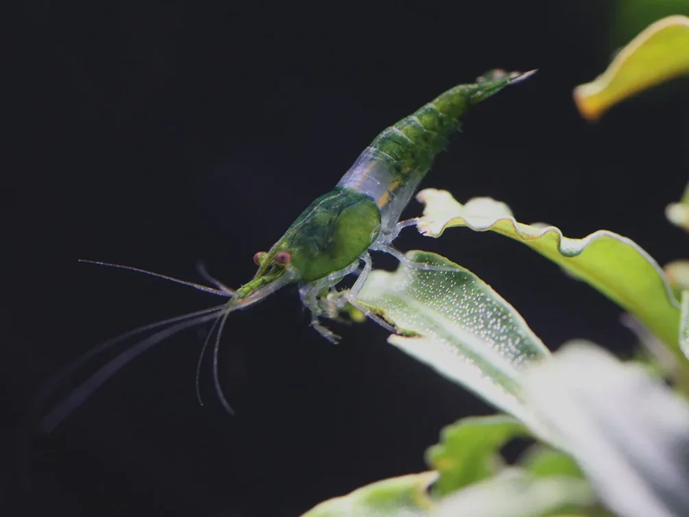 Green Rili Shrimp (Neocaridina davidi) - Tank Bred