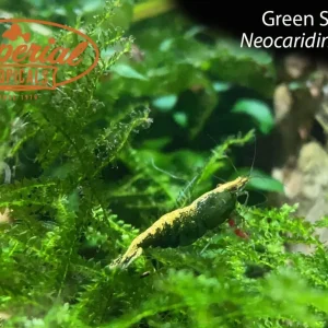 Green Shrimp