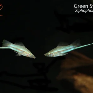 Green Swordtail
