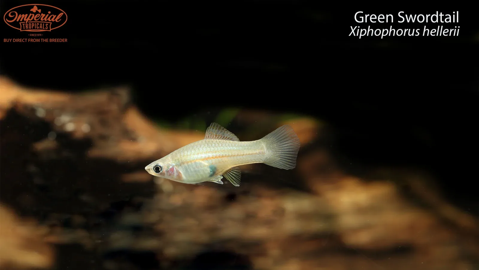Green Swordtail - Image 2