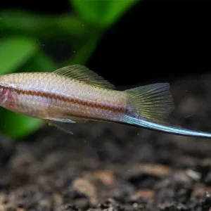 Green Swordtail (Xiphophorus helleri) Tank-Bred!