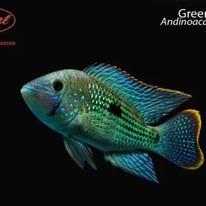 Green Terror (Andinoacara rivulatus)