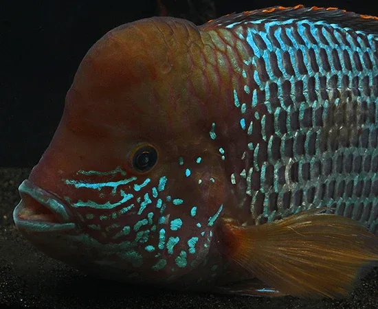 Green Terror (Andinoacara rivulatus) - Image 2