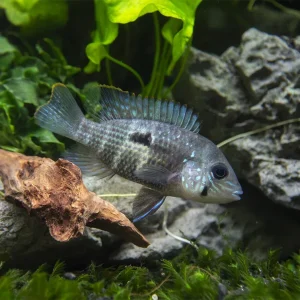 Green Terror Cichlid (Andinoacara stalsbergi), Locally Bred!