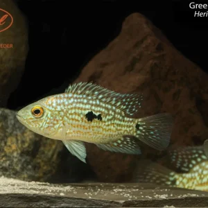 Green Texas Cichlid (Herichthys carpintis)