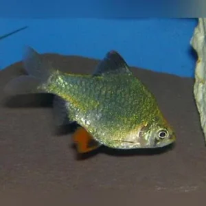 Green Tiger Barb