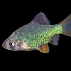 Green Tiger Barb (Puntigrus tetrazona), Tank-Bred
