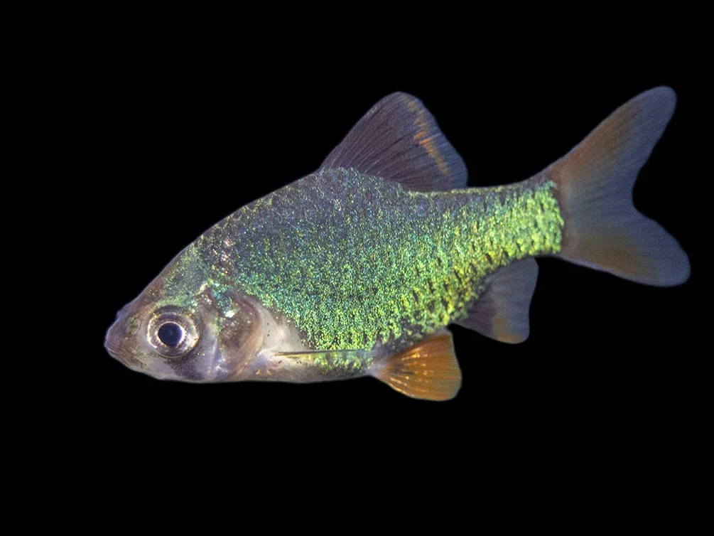 Green Tiger Barb (Puntigrus tetrazona), Tank-Bred
