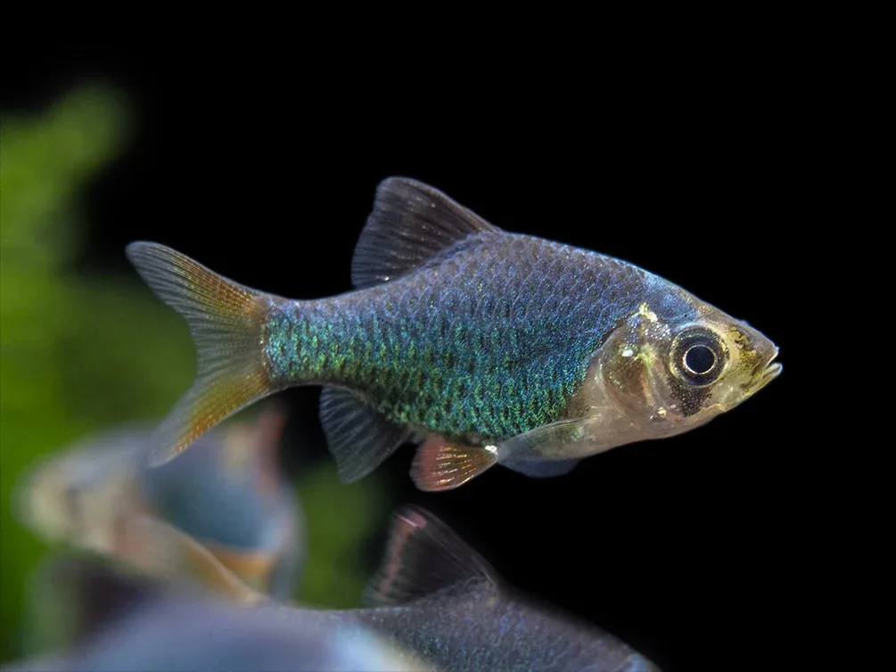 Green Tiger Barb (Puntigrus tetrazona), Tank-Bred - Image 2
