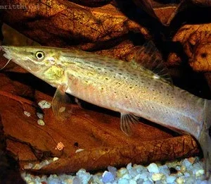 Green Tiger Loach
