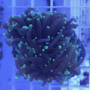 Green Torch Coral Frag