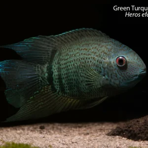 Green Turquoise Severum (Heros efasciatus)