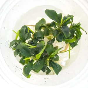 Green Wavy Buce Plant (Bucephalandra sp. "Green Wavy") Tissue Culture
