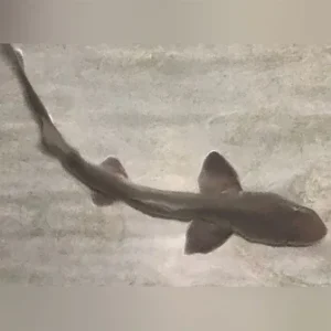 Grey Smooth Hound Shark